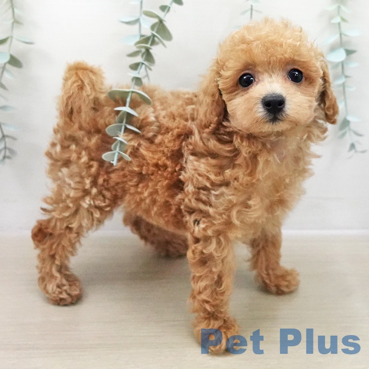 トイ・プードル