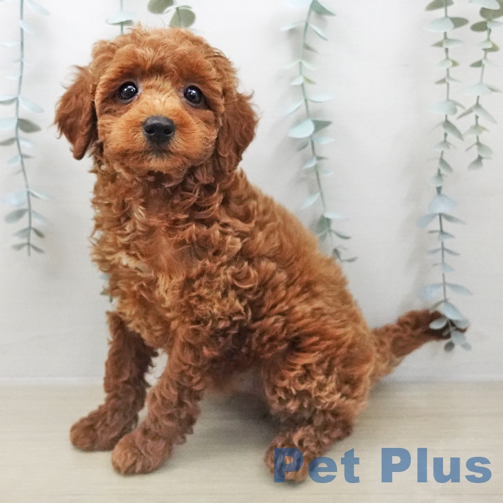 トイ・プードル