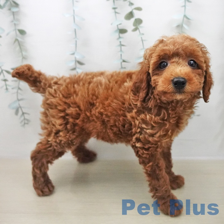 トイ・プードルの写真2