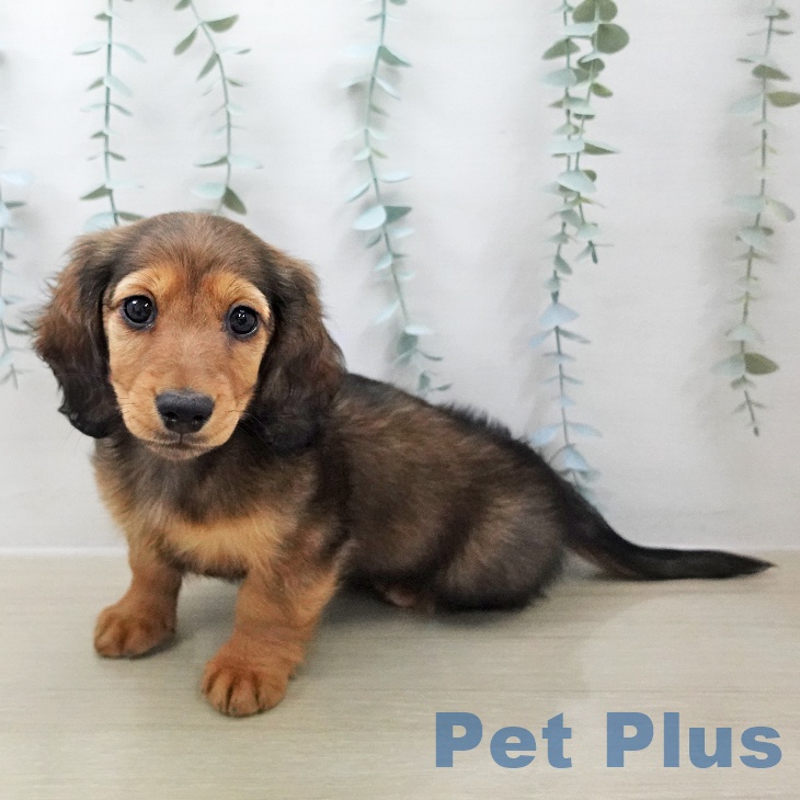 ミニチュア・ダックスフンド