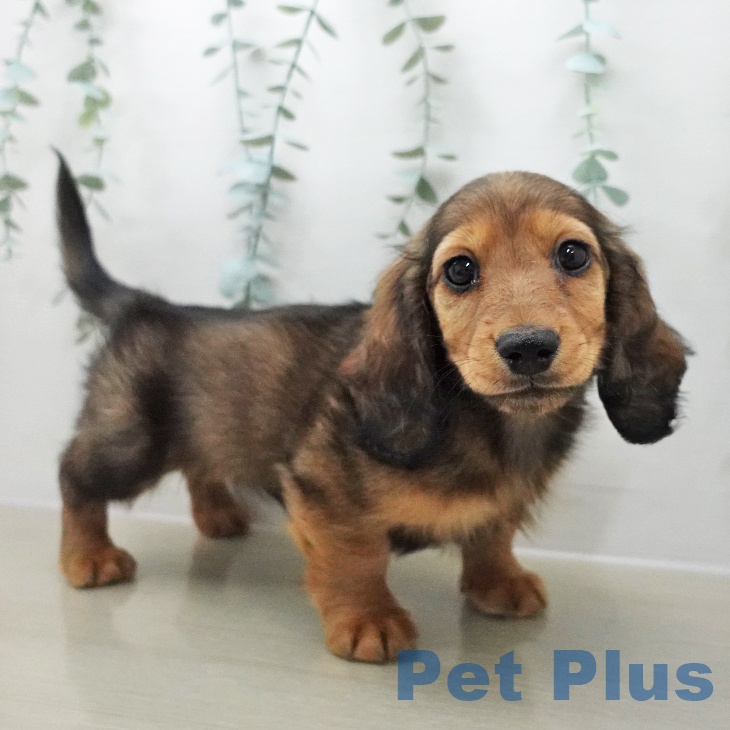 ミニチュア・ダックスフンドの写真2