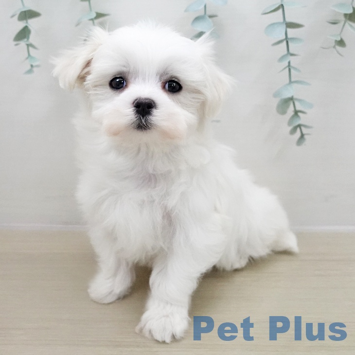 マルチーズの写真2