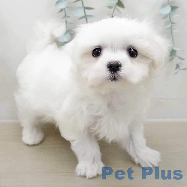 マルチーズの写真2