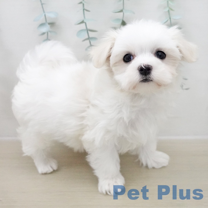 マルチーズの写真2