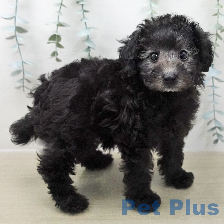 トイ・プードルの写真2