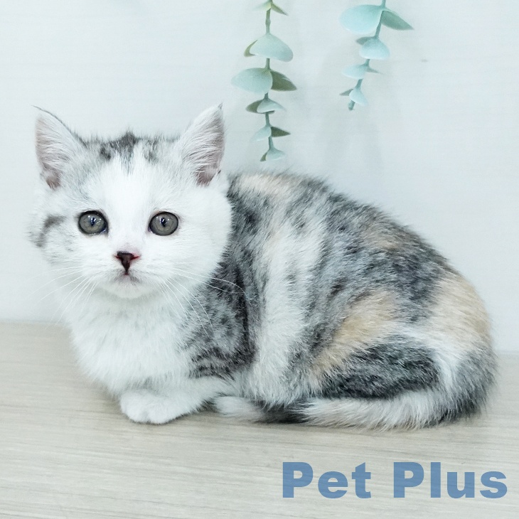 マンチカンの写真2