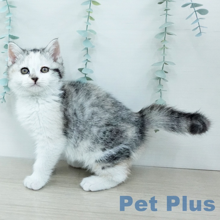 マンチカンの写真2