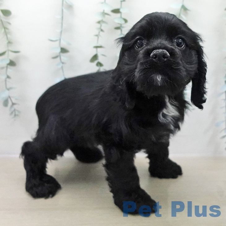 アメリカン・コッカー・スパニエル