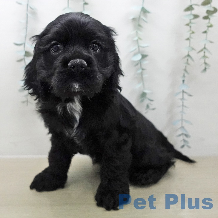 アメリカン・コッカー・スパニエルの写真2