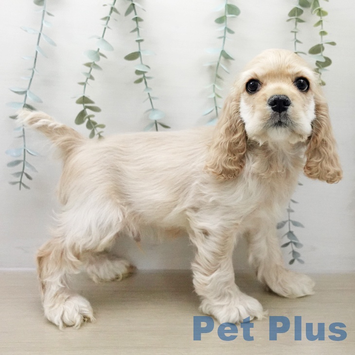 アメリカン・コッカー・スパニエル