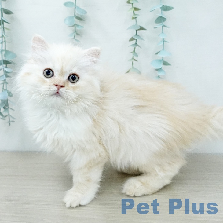 スコティッシュフォールドの写真2