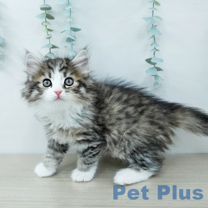 サイベリアンの写真2