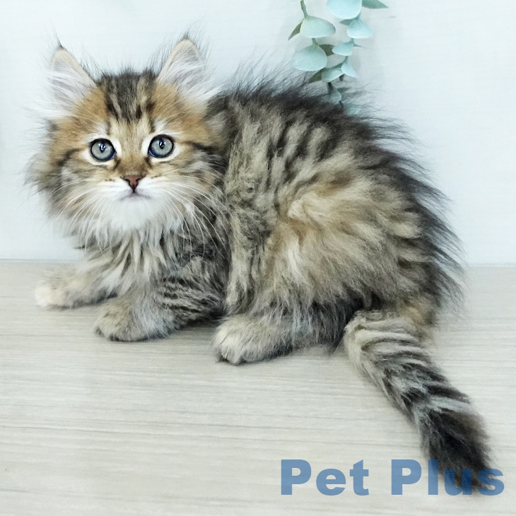 サイベリアンの写真2