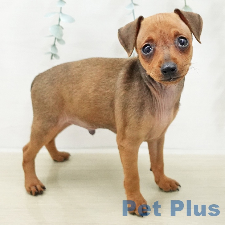 ミニチュア・ピンシャー