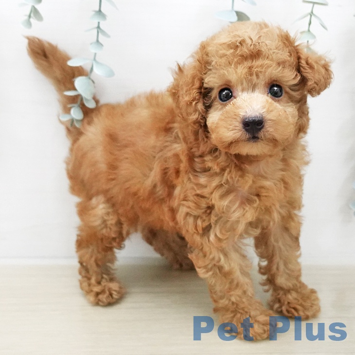 トイ・プードルの写真2