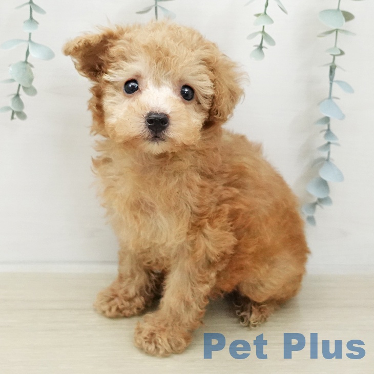 トイ・プードル