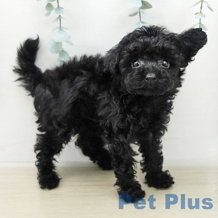 トイ・プードル