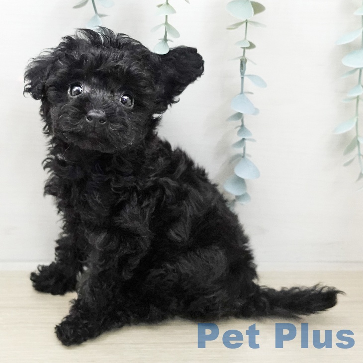 トイ・プードルの写真2