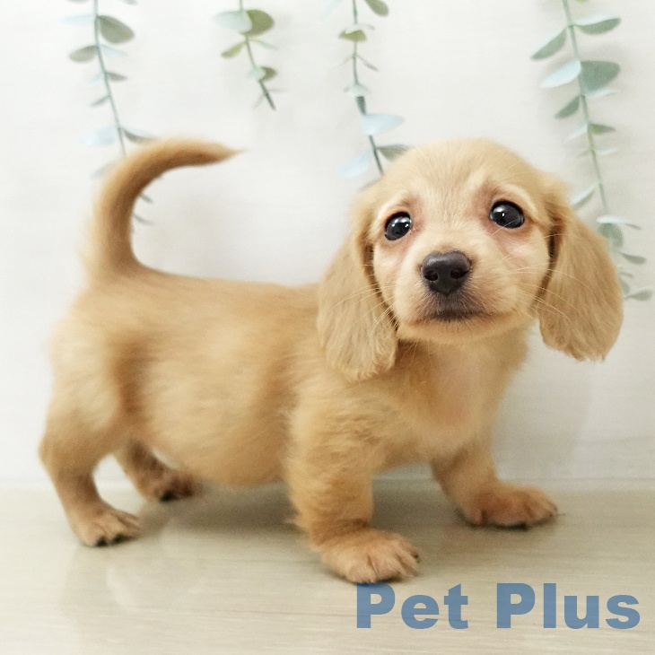 ミニチュア・ダックスフンドの写真2