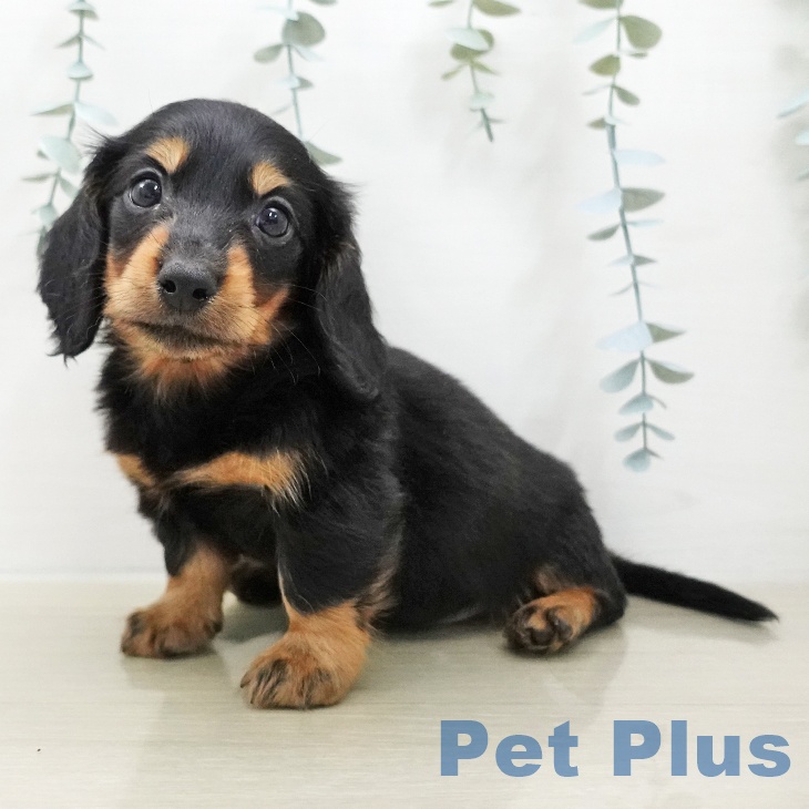 ミニチュア・ダックスフンド