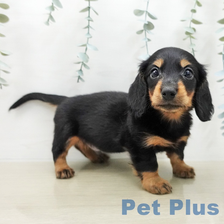 ミニチュア・ダックスフンドの写真2