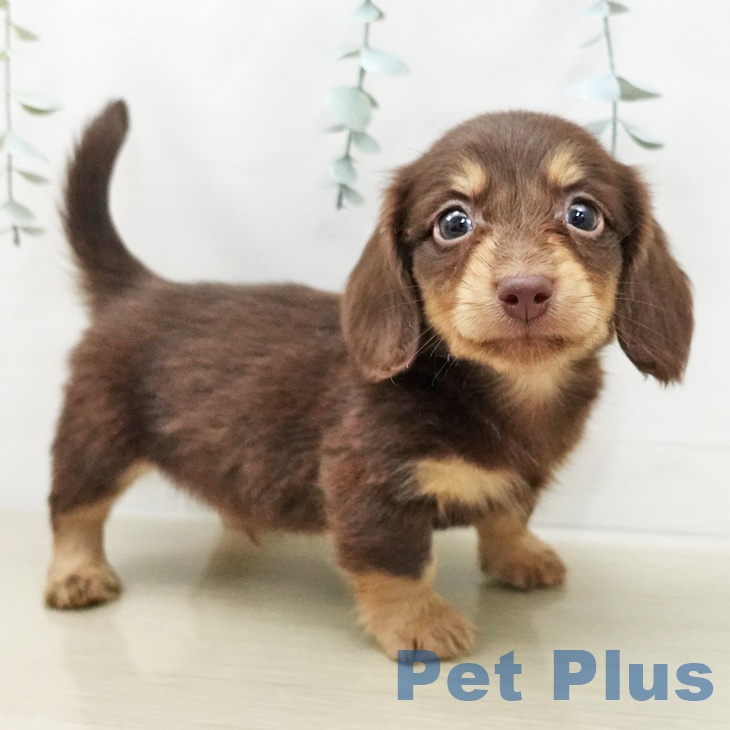 ミニチュア・ダックスフンド