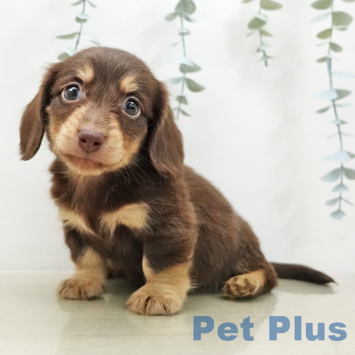 ミニチュア・ダックスフンド