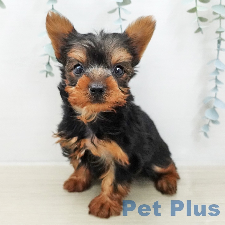 ヨークシャー・テリア