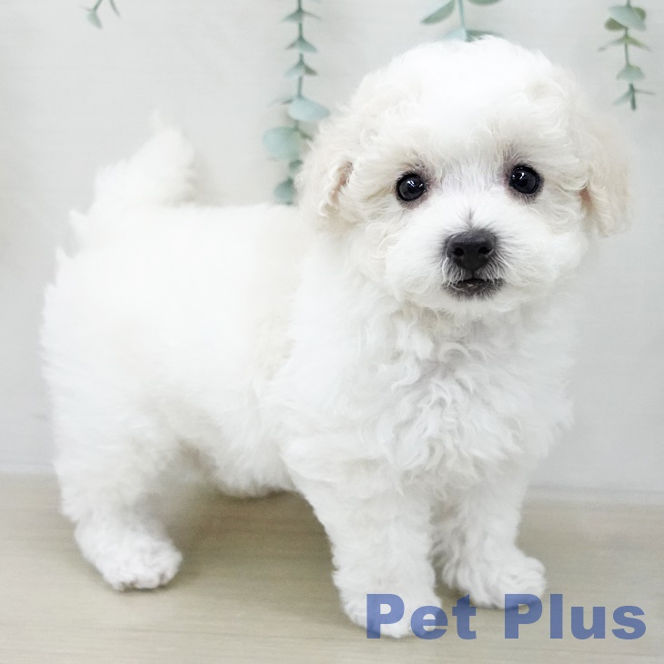 ビション・フリーゼ