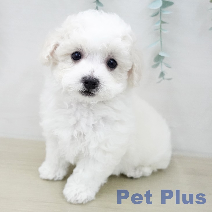 ビション・フリーゼの写真2