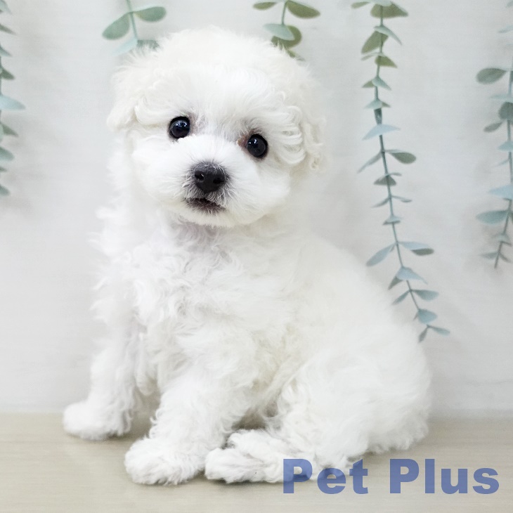 ビション・フリーゼ