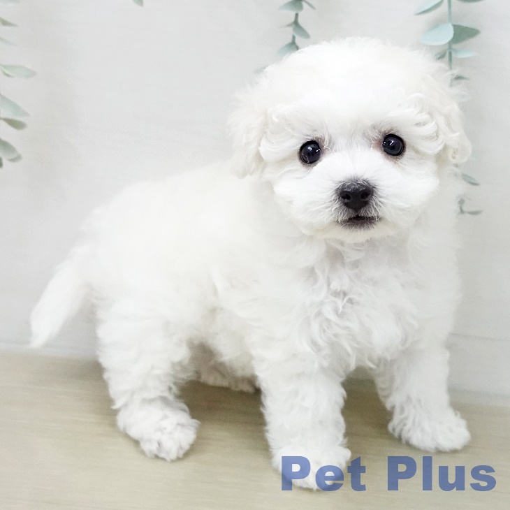 ビション・フリーゼの写真2