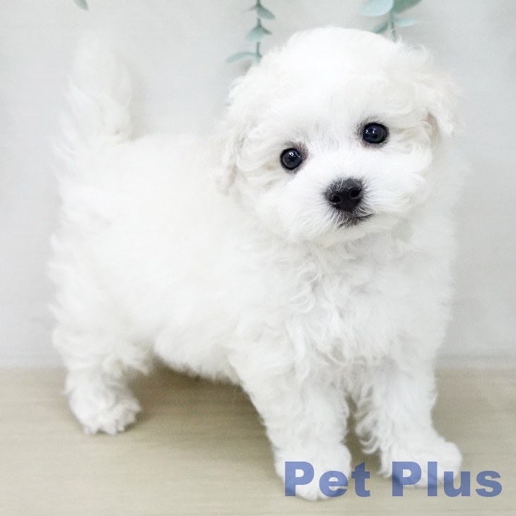 ビション・フリーゼの写真2