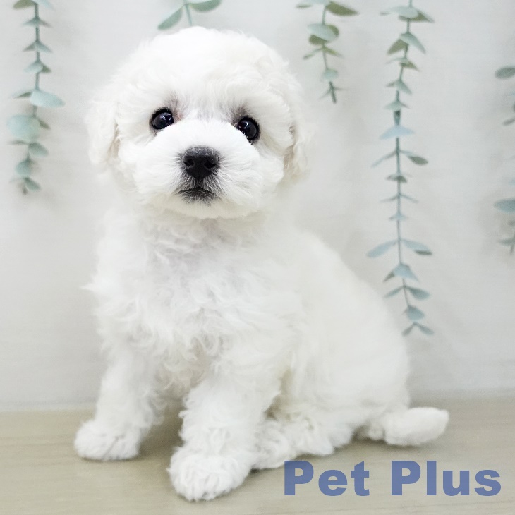 ビション・フリーゼの写真2