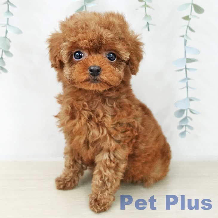 トイ・プードル