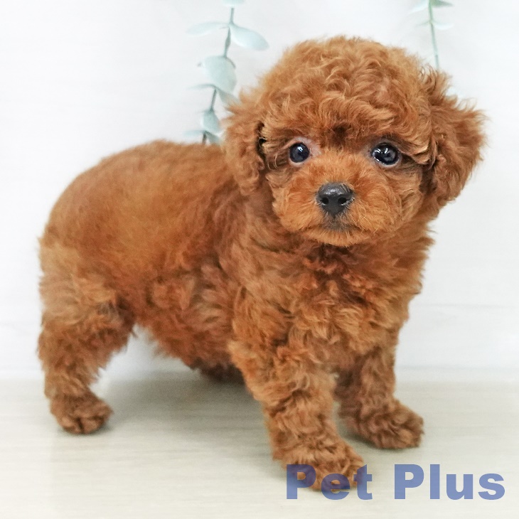 トイ・プードルの写真2