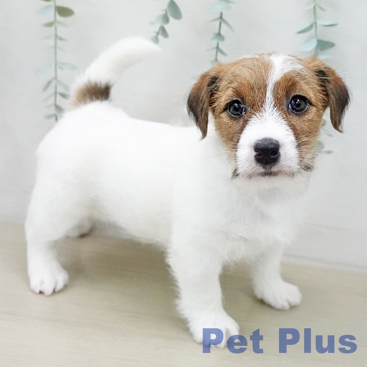 ジャック・ラッセル・テリア