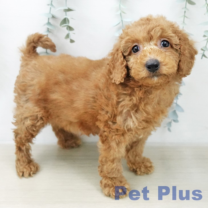 トイ・プードル