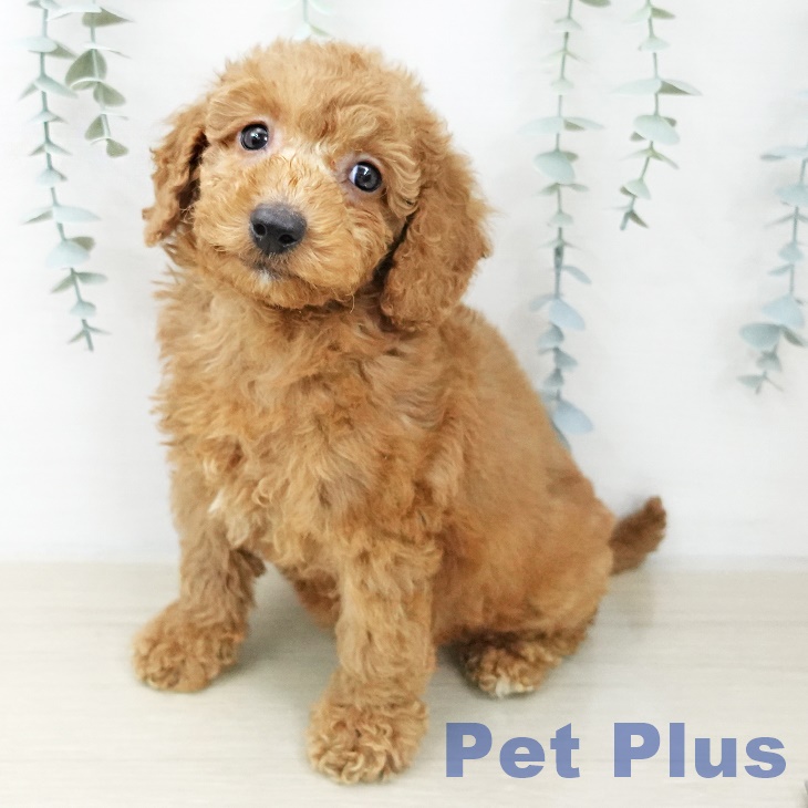 トイ・プードルの写真2