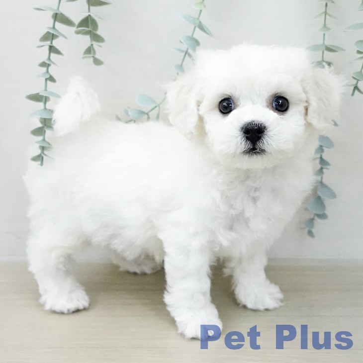 ビション・フリーゼ