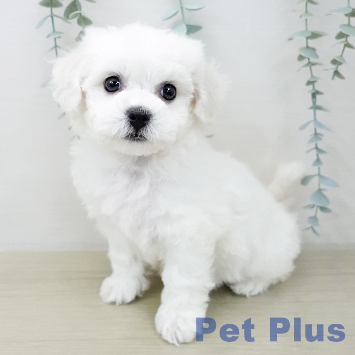 ビション・フリーゼの写真2