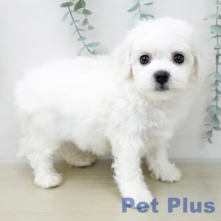 ビション・フリーゼの写真2