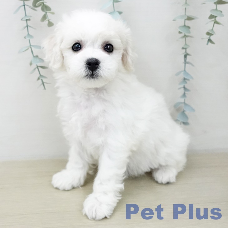 ビション・フリーゼ