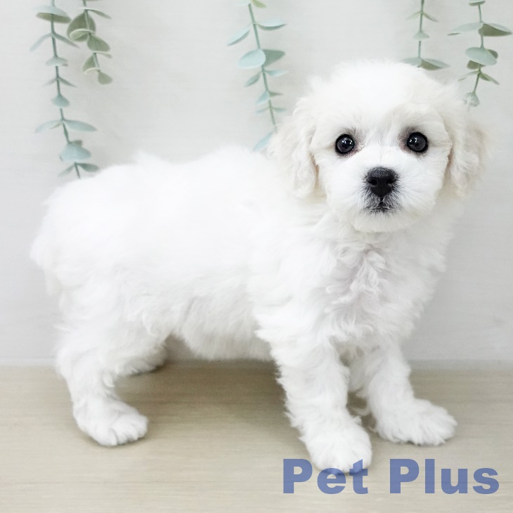 ビション・フリーゼの写真2