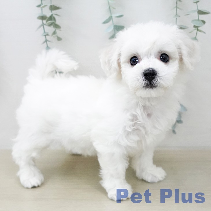 ビション・フリーゼ