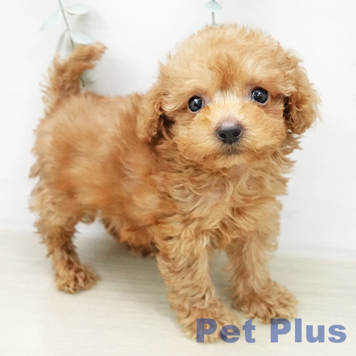 トイ・プードル