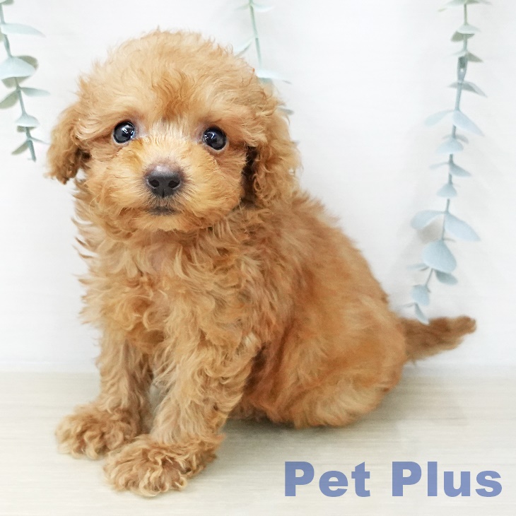 トイ・プードルの写真2