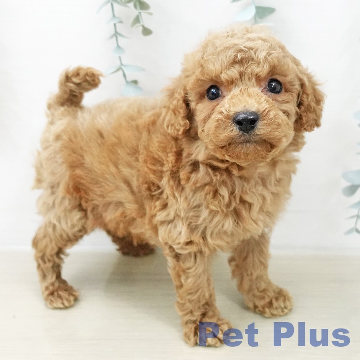 トイ・プードル