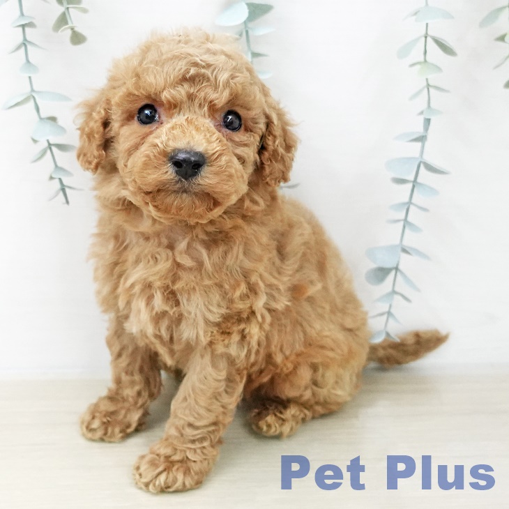 トイ・プードルの写真2