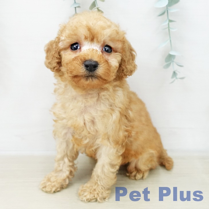 トイ・プードル